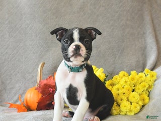 Boston Terrier dogs - Ad 37