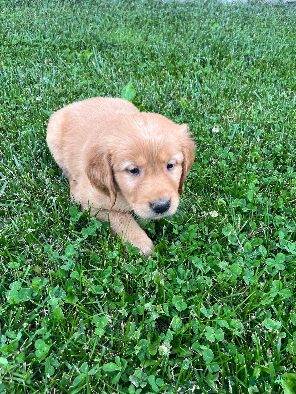 Golden Retriever dogs Baker - Ad 7