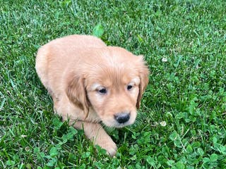 Golden Retriever dogs Baker - Ad 7