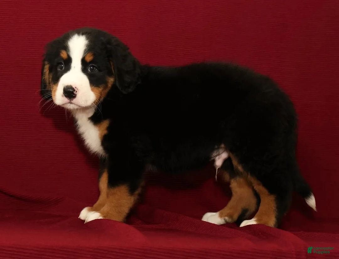 Bernese Mountain Dog dogs for sale: Cole - Ad 2
