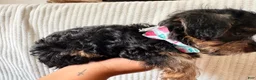 Yorkiepoo dogs for sale: Yorkiepoo - Ad 4