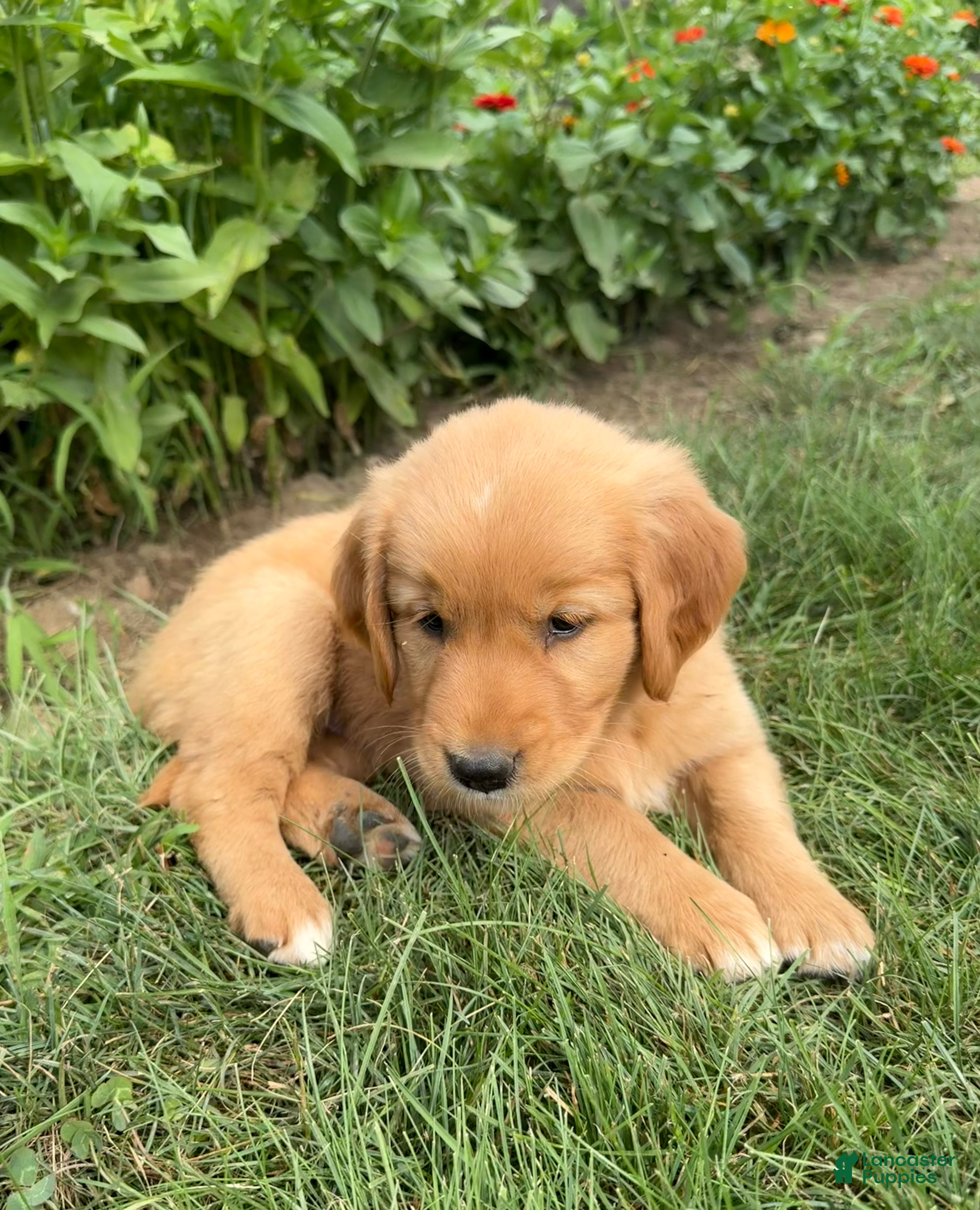 Golden Retriever dogs Daisy - Ad 1