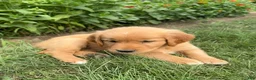 Golden Retriever dogs for sale: Daisy - Ad 1
