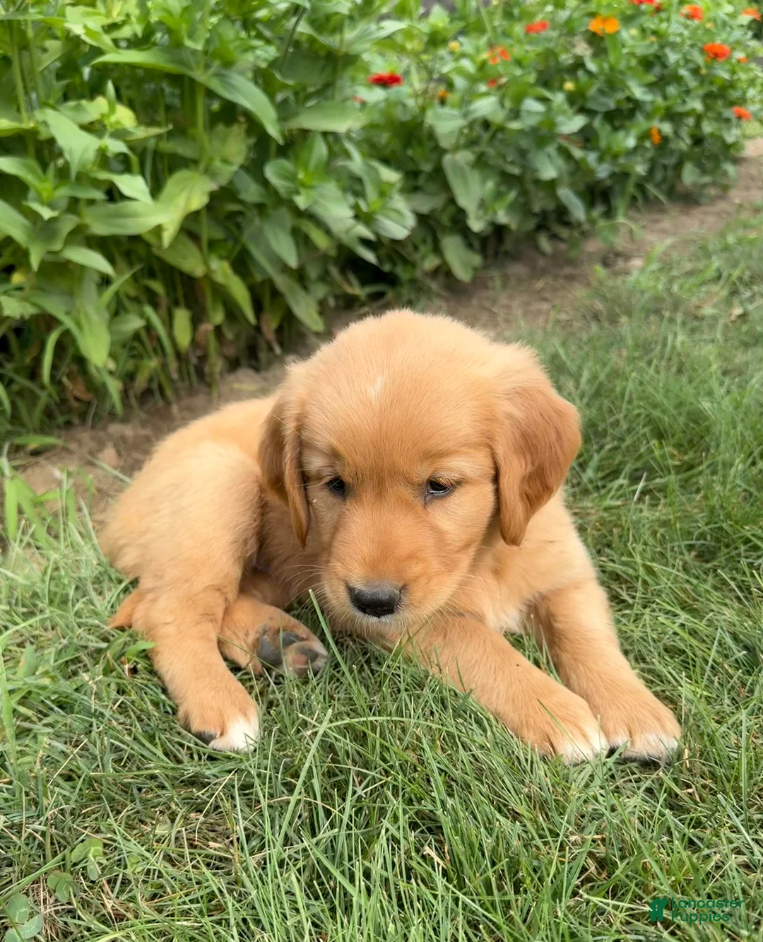 Golden Retriever dogs for sale: Daisy - Ad 1