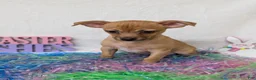 Chihuahua dogs for sale: Chihuahua Puppy 1 - Ad 2