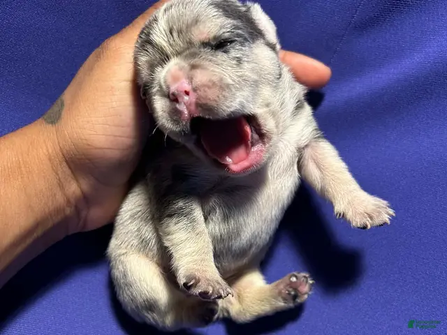 French Bulldog dogs for sale: French Bulldog 2 - Ad 1