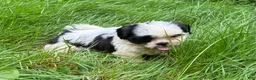 Shih Tzu dogs for sale: Shih Tzu 9 - Ad 5