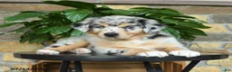 Australian Shepherd dogs for sale: Macy - Ad 4
