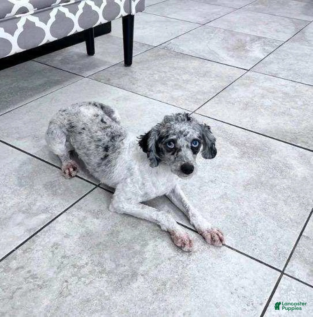 Bichpoo dogs for sale: Leo - Ad 10