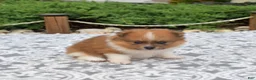 Pomeranian dogs for sale: Rubble  - Ad 3