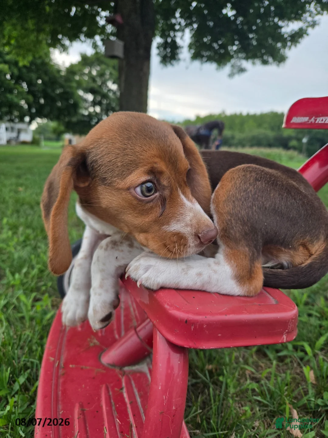 Beagle dogs for sale: Pippi - Ad 4