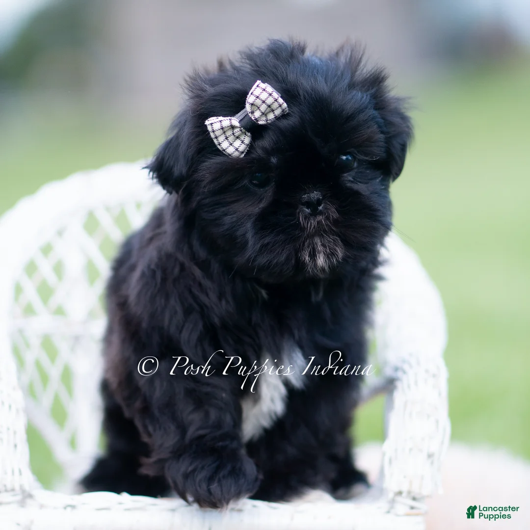 Shih Tzu dogs for sale: Teddy Bear - Ad 5