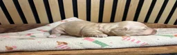 Miniature Dachshund dogs for sale: Aspen - Ad 5