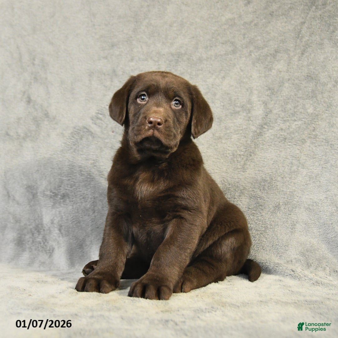 Labrador Retriever dogs for sale: Barkley - Ad 4