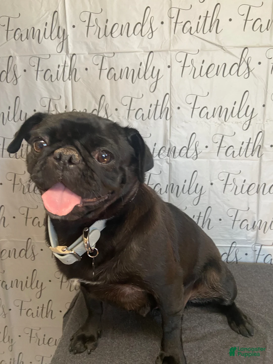 Pug dogs for sale: Pug poodle NO SHIPPING  - Ad 5