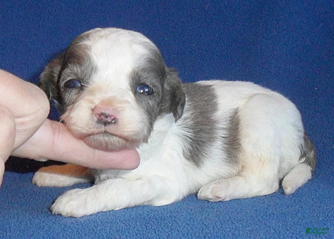 Cockapoo dogs for sale: Ringo - Ad 5