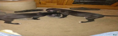 Great Dane 13