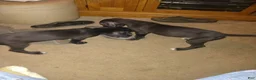 Great Dane dogs for sale: Great Dane 13 - Ad 1