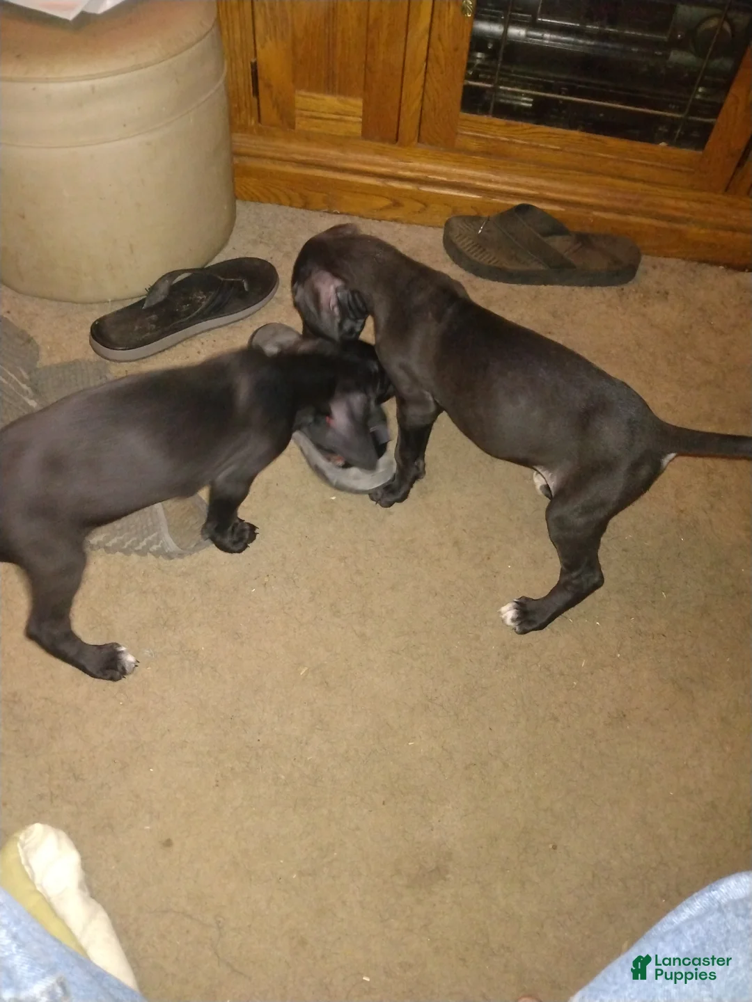 Great Dane dogs for sale: Great Dane 13 - Ad 1