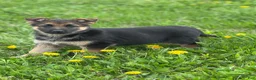 German Shepherd dogs for sale: Lemon - Ad 1