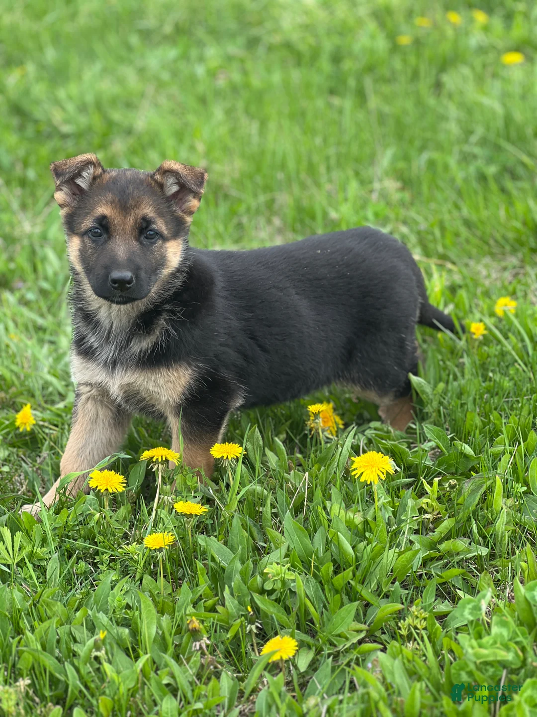 German Shepherd dogs for sale: Lemon - Ad 1