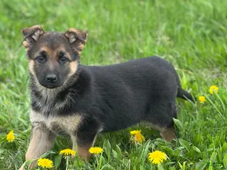 German Shepherd dogs for sale: Lemon - Ad 2