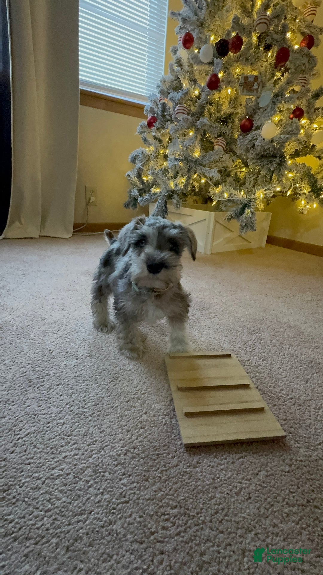 Miniature Schnauzer dogs for sale: Miniature Schnauzer Puppy 1 - Ad 3