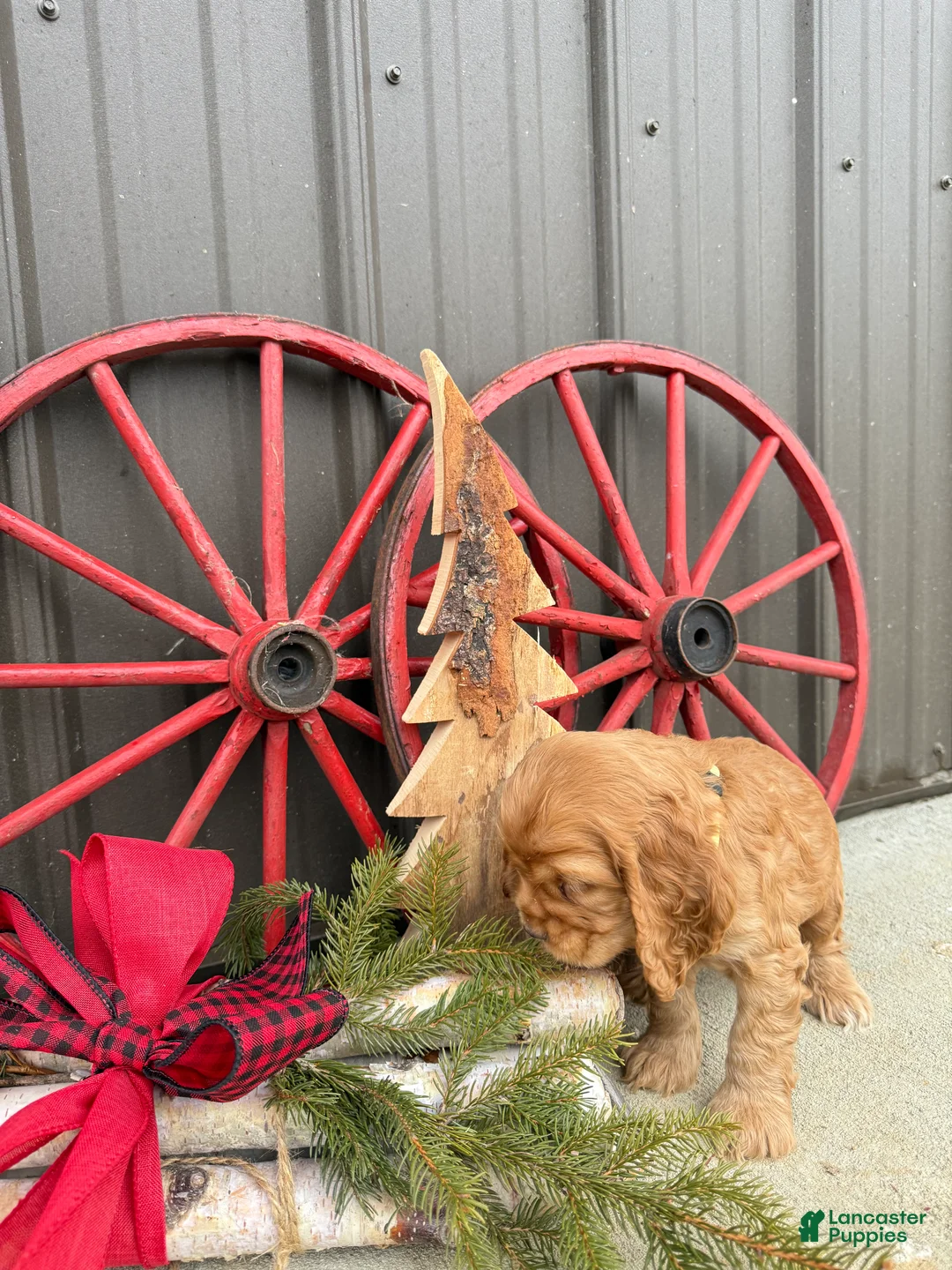 Cocker Spaniel dogs for sale: Archie - Ad 9