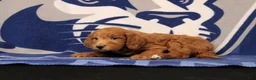 Mini Goldendoodle dogs for sale: Ervan - Ad 2