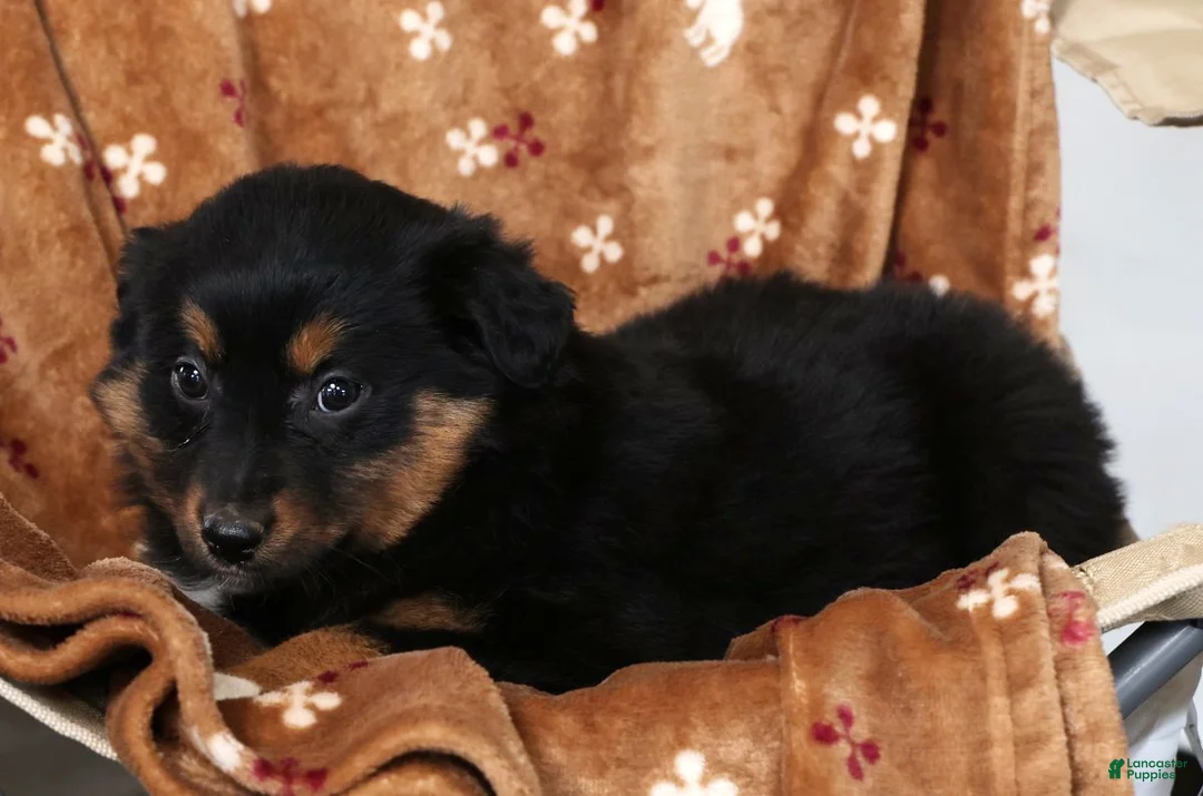Australian Shepherd dogs for sale: Jane - Ad 8