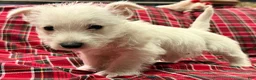 West Highland Terrier dogs for sale: Marcie - Ad 2