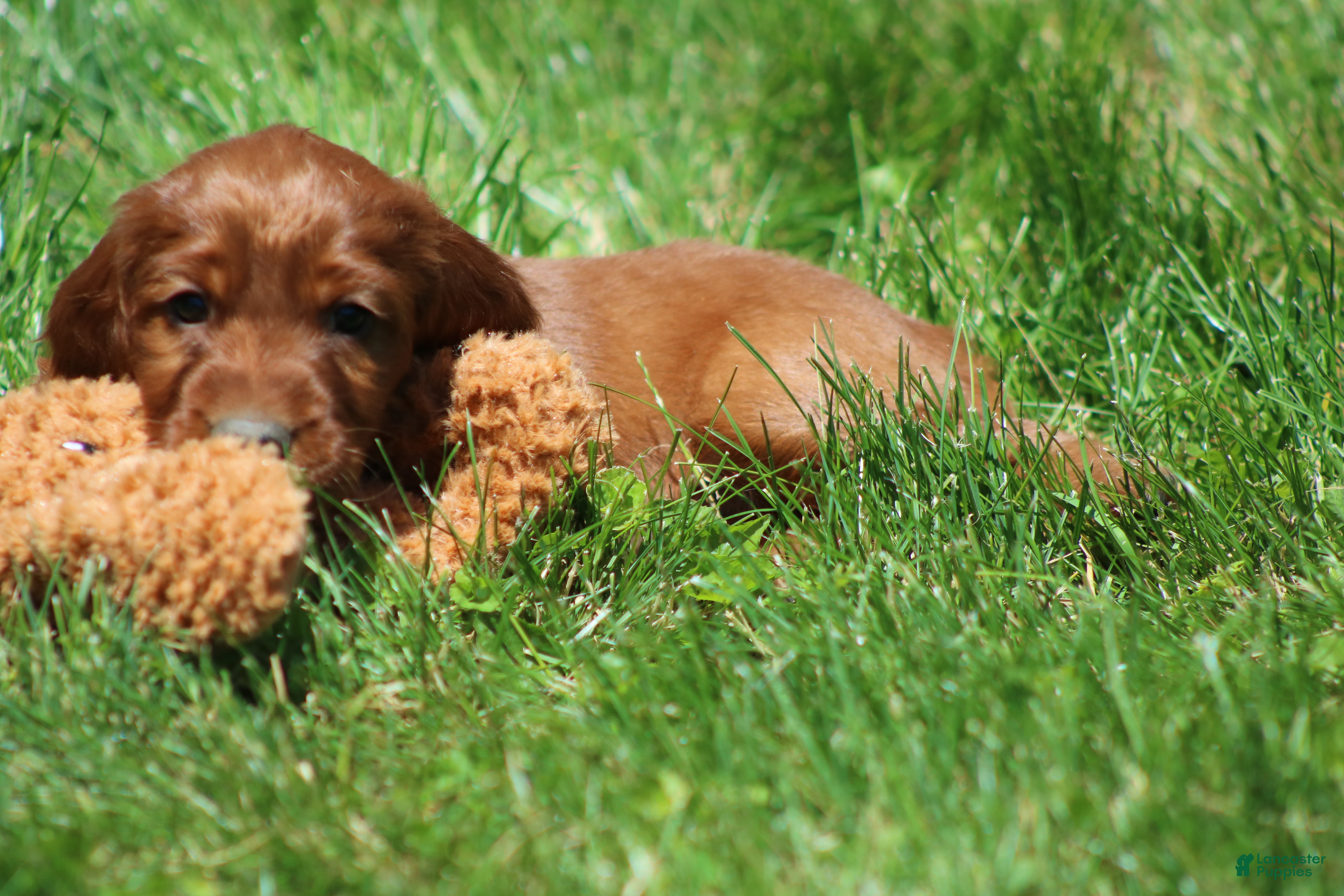 Irish Setter dogs for sale: Mickey - Ad 5