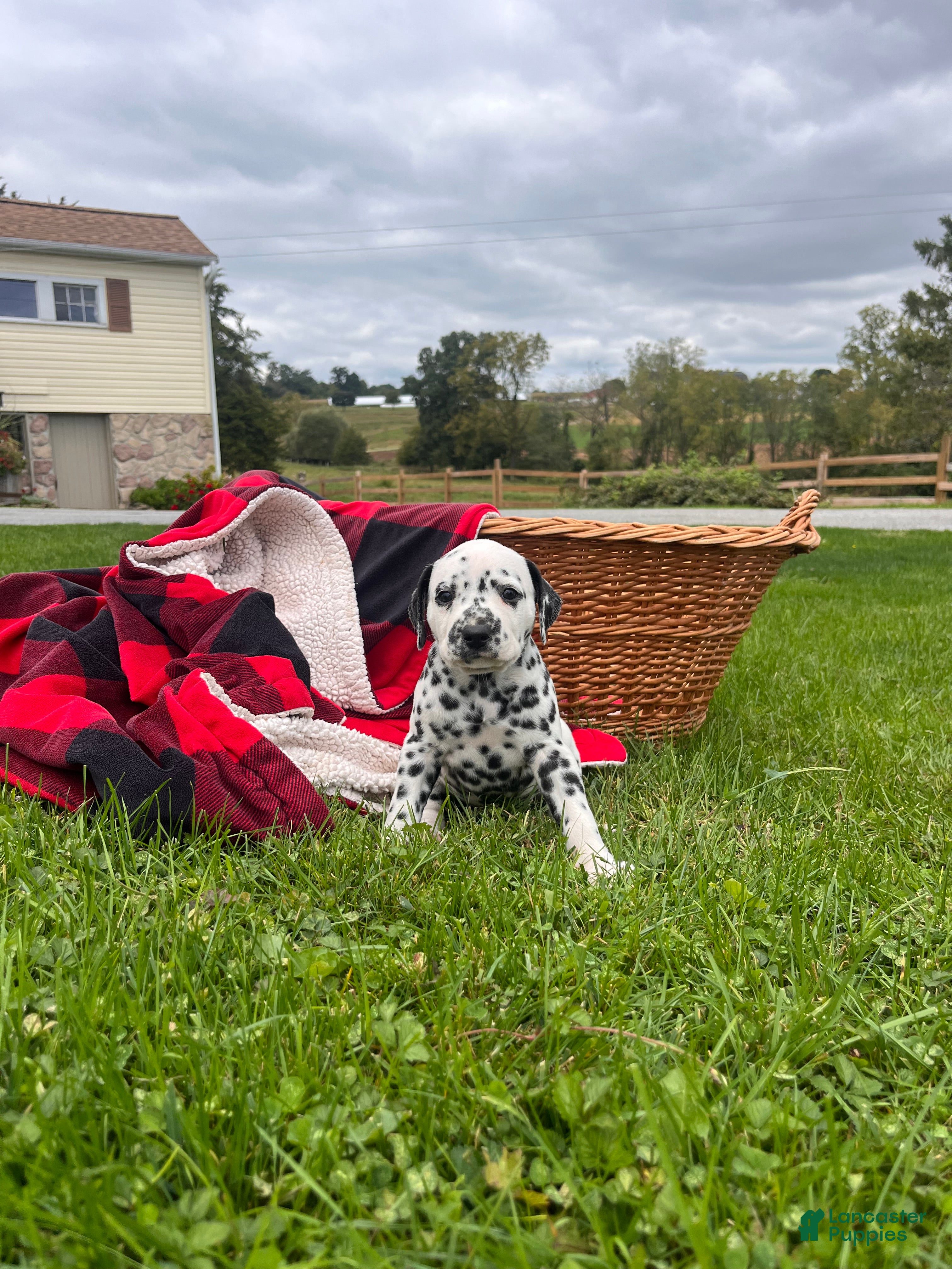 Dalmatian dogs Royal❤️akc genetic health tested - Ad 2