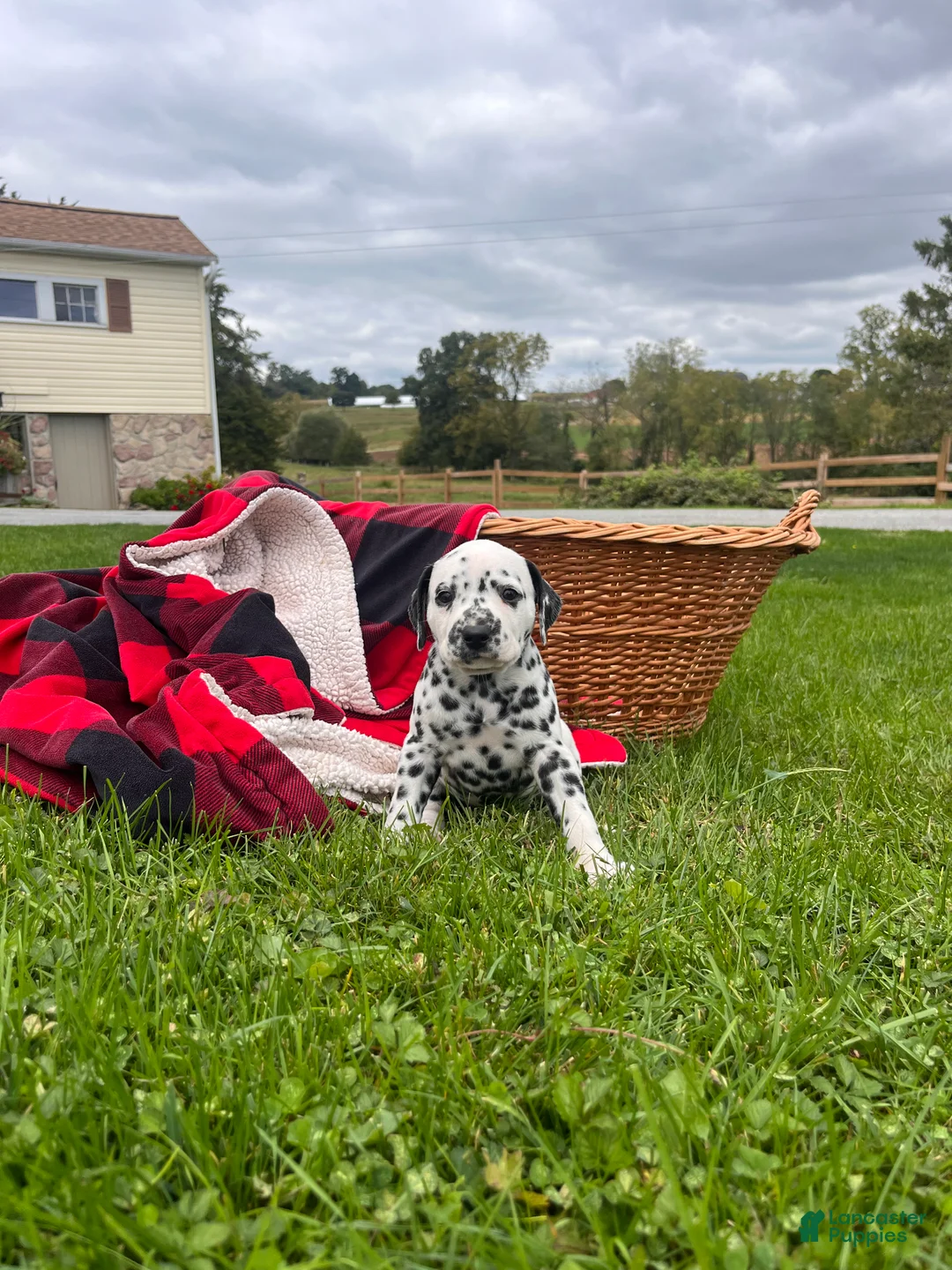 Dalmatian dogs for sale: Royal❤️akc genetic health tested - Ad 2