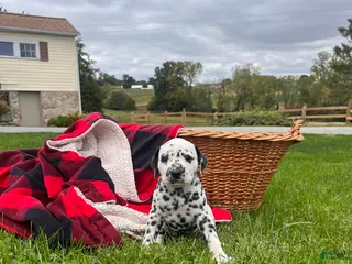 Dalmatian dogs Royal❤️akc genetic health tested - Ad 2