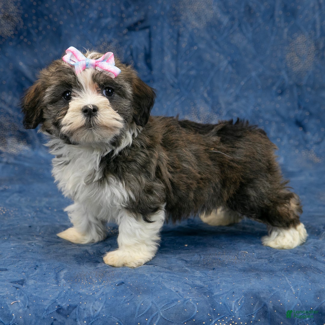 Havanese dogs for sale: Cookie - Ad 3