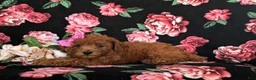 Toy Poodle dogs for sale: Cali 7 lbs Full Grown - Ad 5