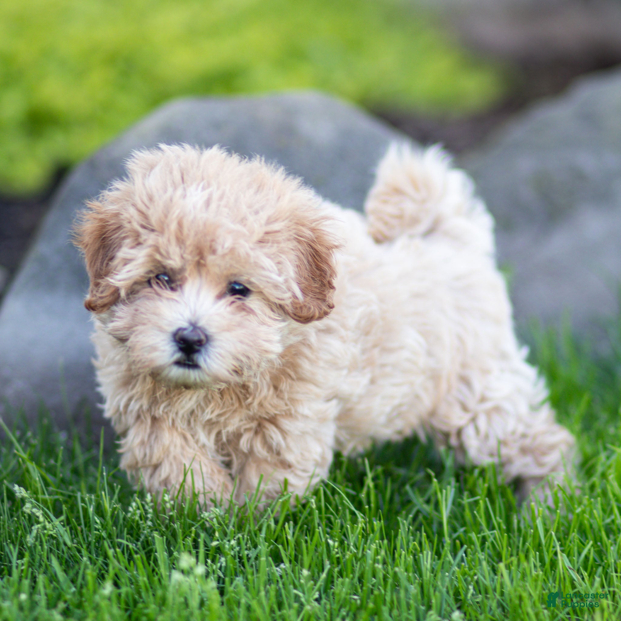 Maltipoo dogs Stella Maltipoo Puppy  - Ad 2