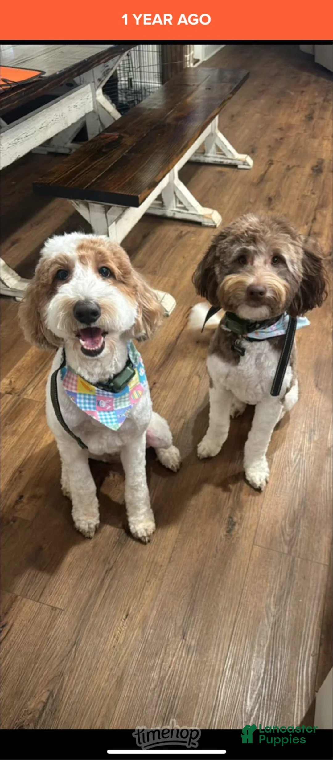 Goldendoodle dogs for sale: Goldendoodle 2 - Ad 3