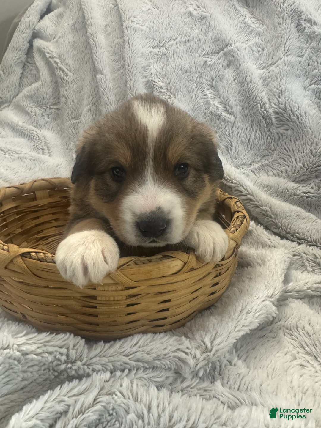 Mixed Breed dogs for sale: Jasper - Ad 6