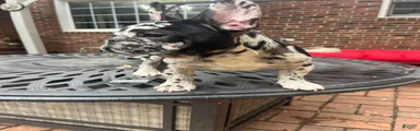 French Bulldog Puppy 1