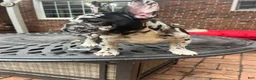 French Bulldog dogs for sale: French Bulldog Puppy 1 - Ad 1