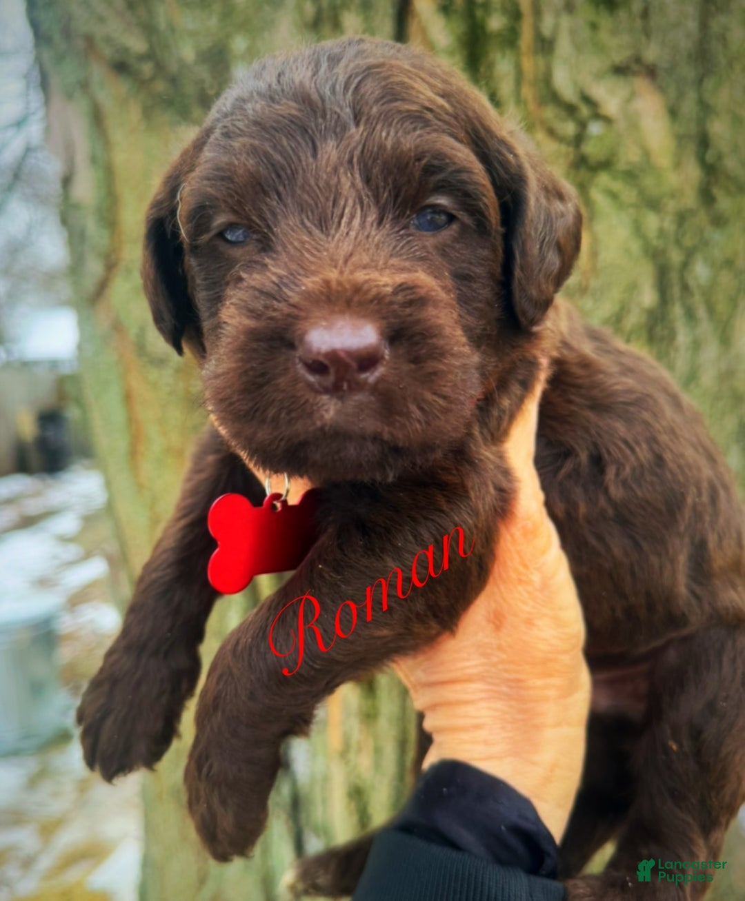 Labradoodle dogs for sale: Labradoodle Puppy 1 - Ad 2