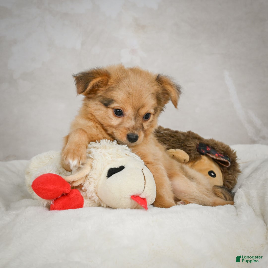 Chihuahua dogs for sale: Terry - Ad 10