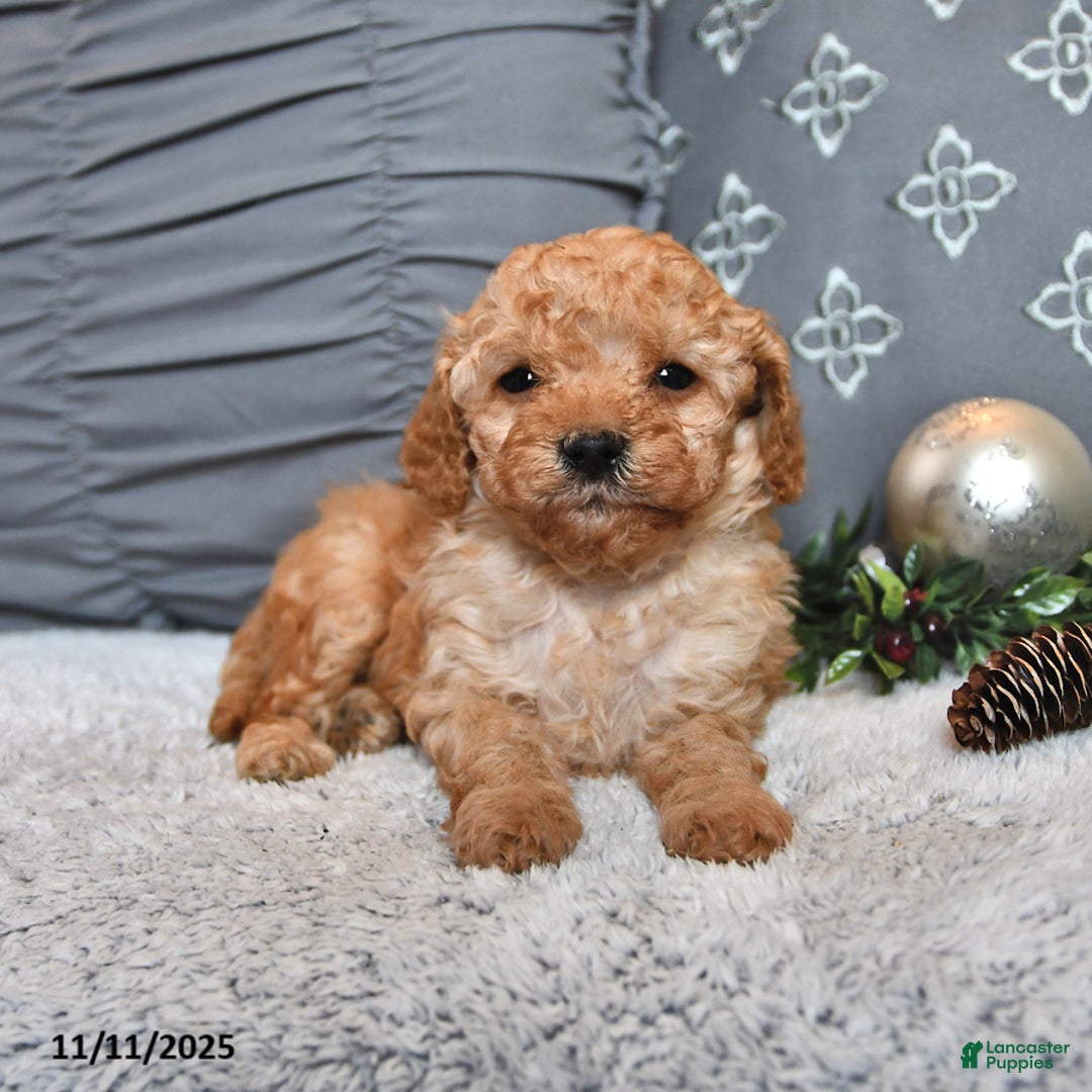 Cavachon dogs for sale: Espresso - Ad 4