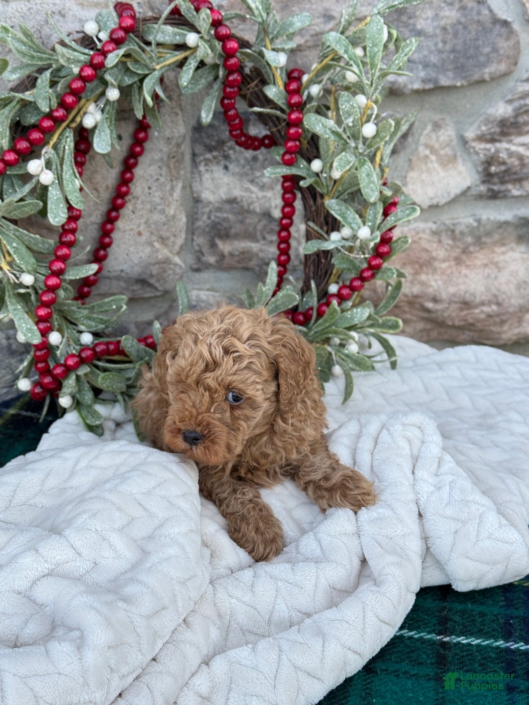 Toy Poodle dogs for sale: Trotter - Ad 8