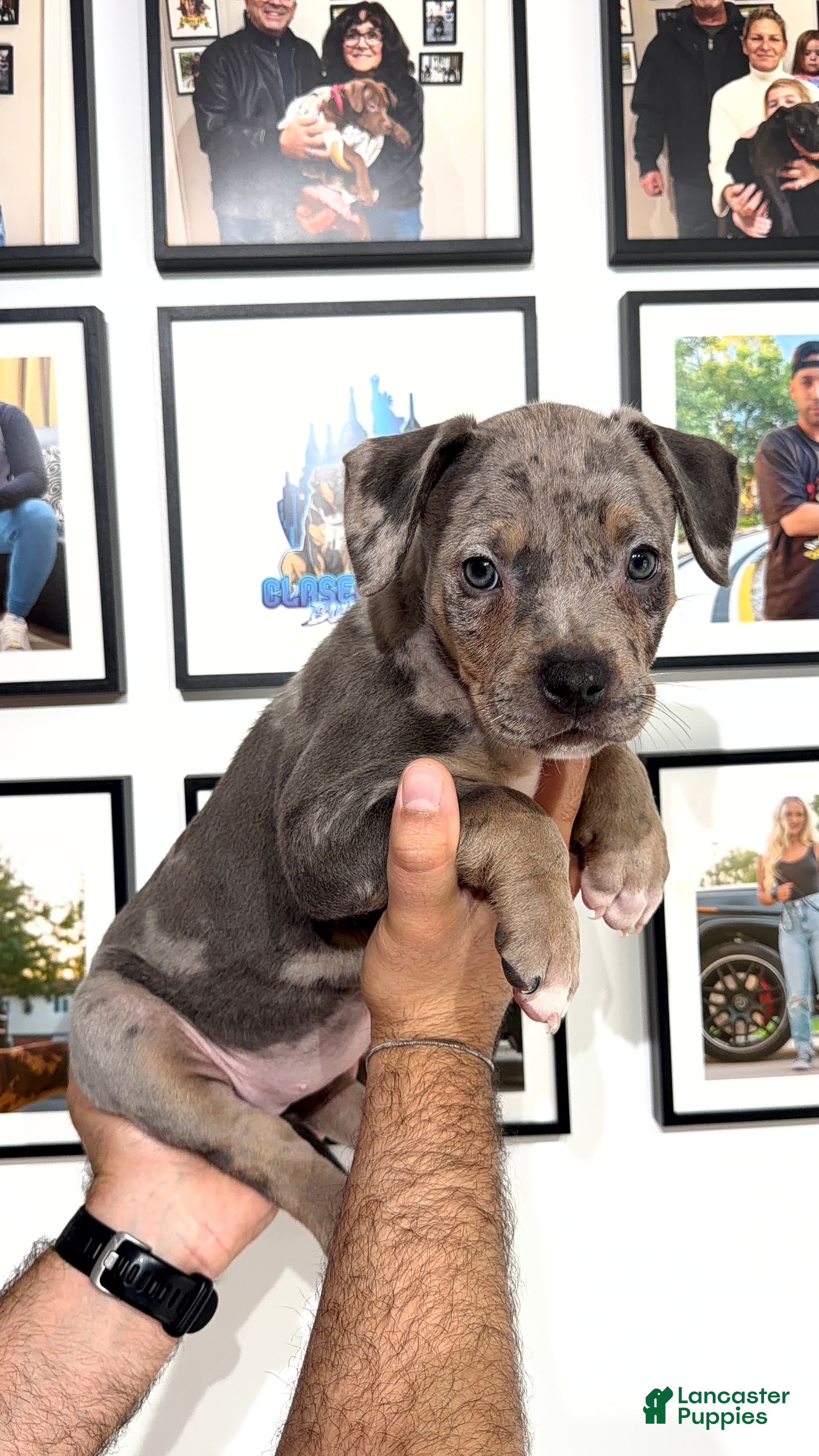 American Bully dogs American Bully 2 - Ad 1