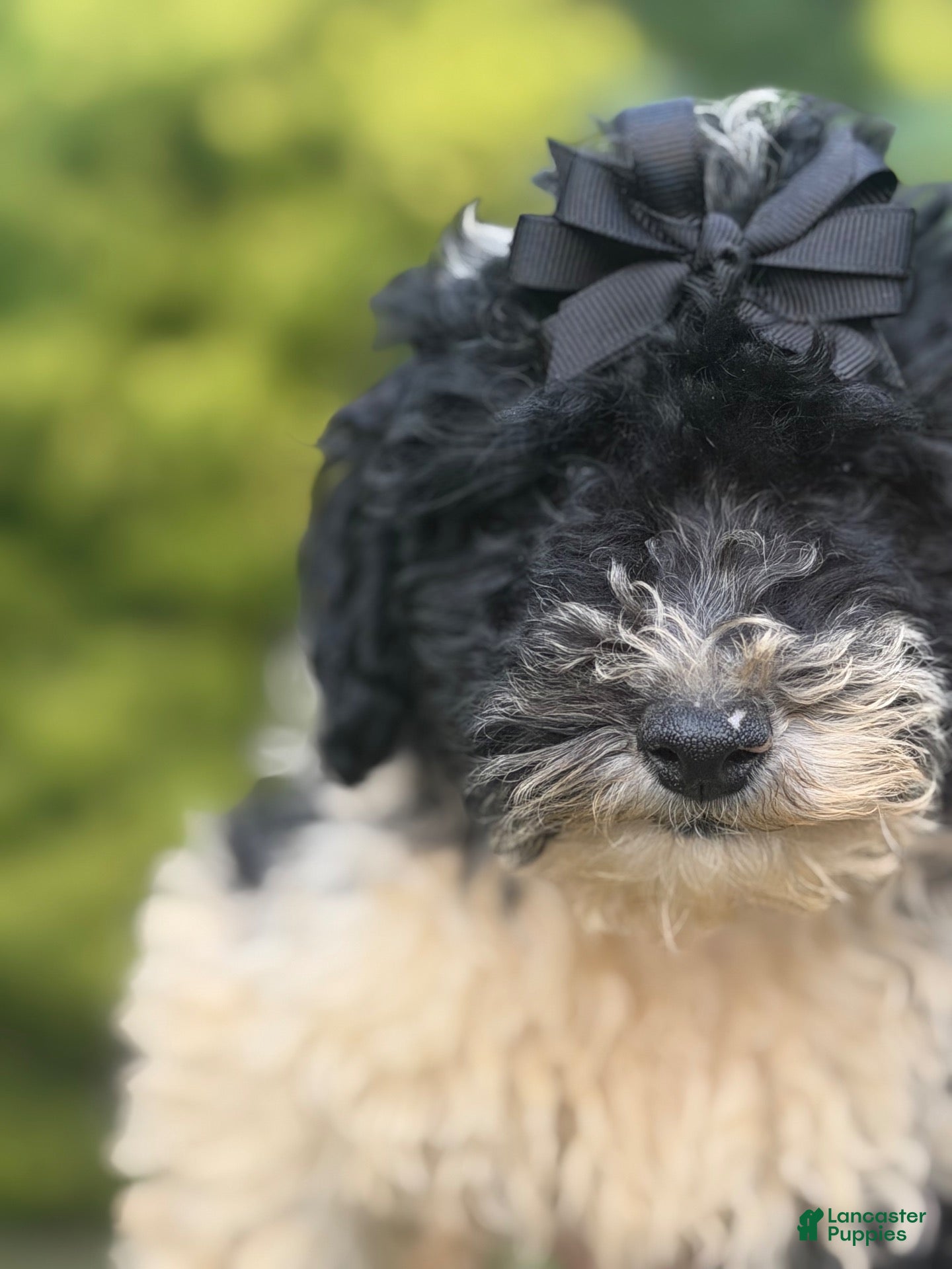 Toy Poodle dogs for sale: Molly - Ad 41