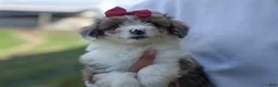 Corgipoo dogs for sale: NANCY - Ad 15