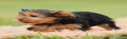 Yorkshire Terrier dogs for sale: Fizzie  - Ad 7